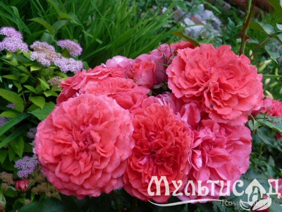 image_8165532_16155574