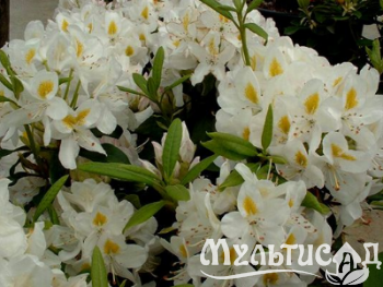Креатив без названия (7)