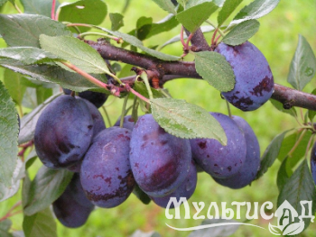 image_8255520_16450575