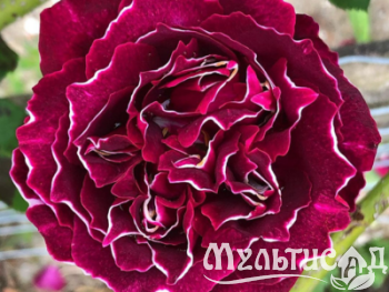 Дизайн без названия (7)