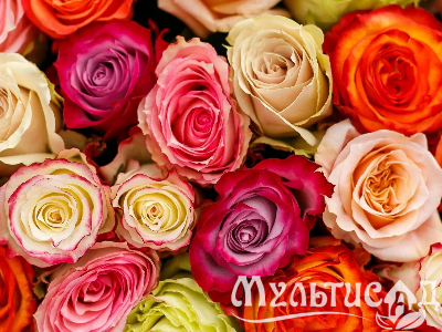 Креатив без названия (27)