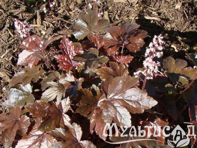 Креатив без названия (9)