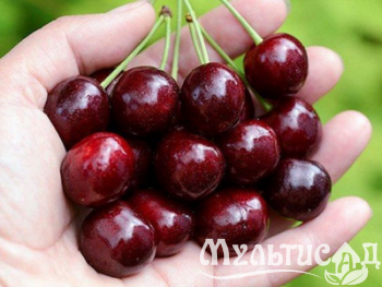 Дизайн без названия (12)