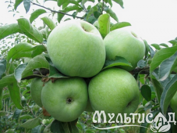 Дизайн без названия (4)