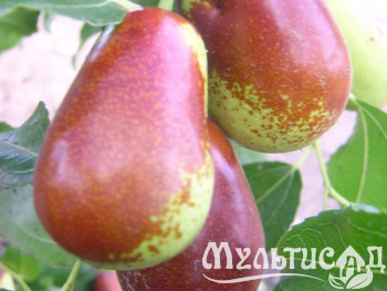 Дизайн без названия (23)