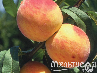 Дизайн без названия (38)