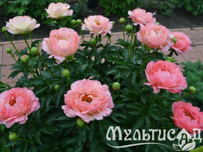Креатив без названия (3)