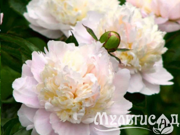 Креатив без названия (28)