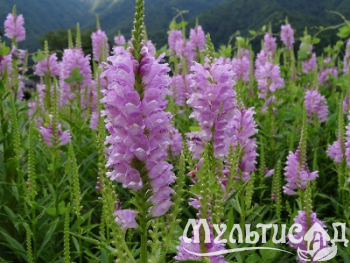 Туя - 2025-11-16T122847.742