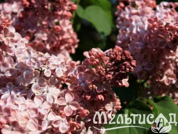 Дизайн без названия (2)