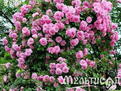Туя (5)