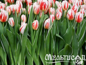 Дизайн без названия (7)