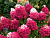 image_8255520_16832445