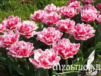 Креатив без названия (10)