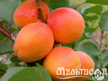 Дизайн без названия (26)