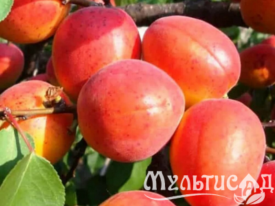 Дизайн без названия (3)