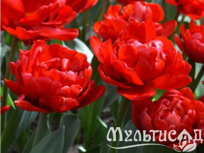 Дизайн без названия (13)