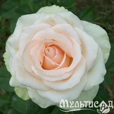 8posc7v0a40bbx79203tnr3w48jczjbe