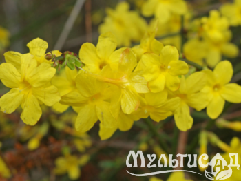 Дизайн без названия (24)