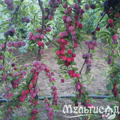 Картинка с сайта