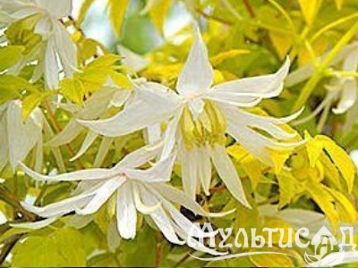 Креатив без названия (6)