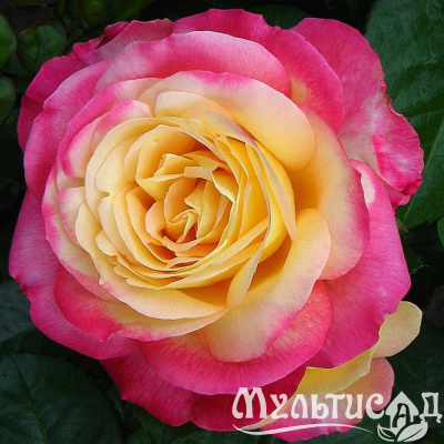 Картинка с сайта