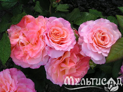 image_8165532_16129936