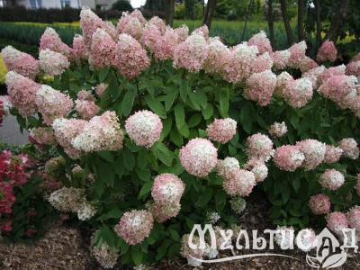 image_8165532_16175899