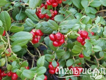 Дизайн без названия (3)
