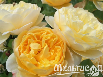 Туя (25)