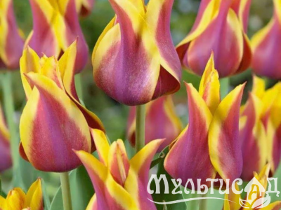 Дизайн без названия