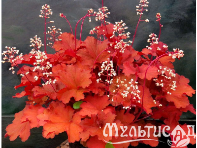 Креатив без названия (80)