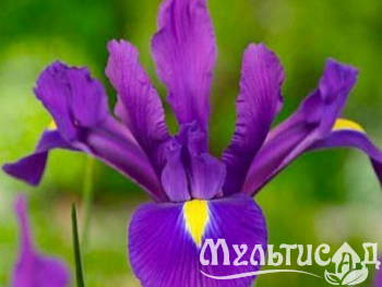 Дизайн без названия (6)