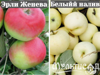 Ноябрьская (29)
