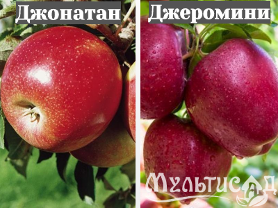 Ноябрьская (27)