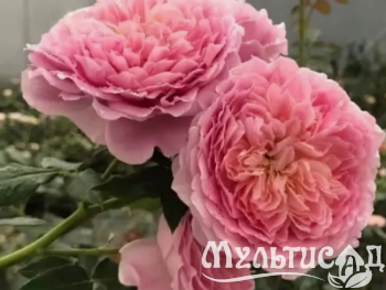 Креатив без названия (2)