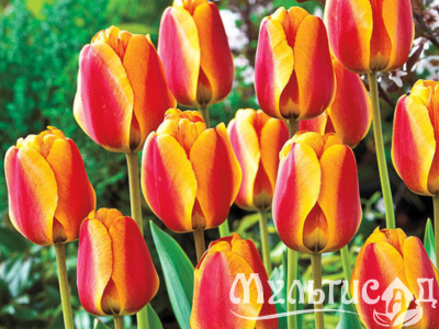 Дизайн без названия (14)