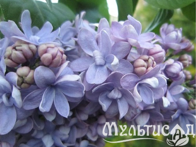 Креатив без названия (2)