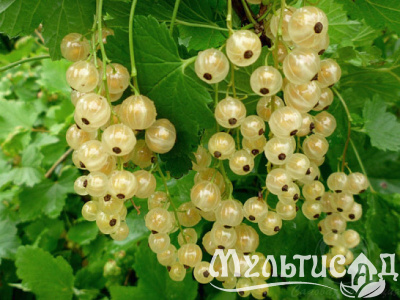 Картинка с сайта