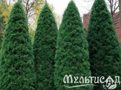 Креатив без названия (35)