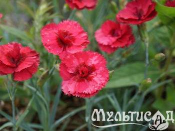 Туя - 2025-11-14T140511.625