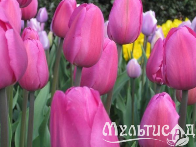 Креатив без названия