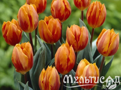 Дизайн без названия (5)