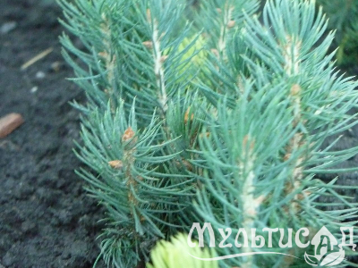 Туя - 2025-11-15T101806.584