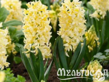 Дизайн без названия (13)