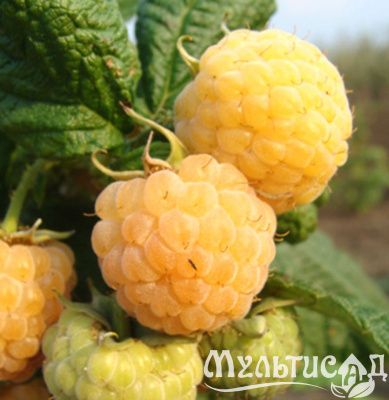Картинка с сайта