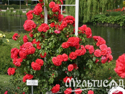 image_8165532_16155625