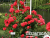 image_8165532_16155625 image_8165532_16155625