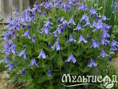 Креатив без названия (6)