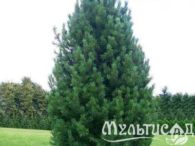 Туя - 2025-11-16T114028.072